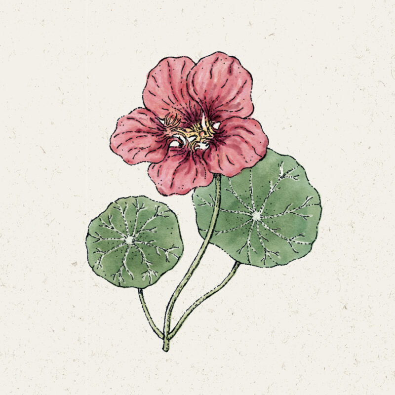 Eine detaillierte Illustration von Jora Dahl | Tropaeolum majus 'Purple Emperor' (Kapuzinerkresse) von Jora Dahl, die leuchtend rosa-violette, essbare Blüten und zwei grüne Blätter auf schlanken Stängeln vor einem hellen, strukturierten Hintergrund zeigt.