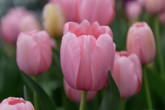 Nahaufnahme von mehreren blühenden Tulipa 'Salmon Impression' Tulpe von Weijers mit grünen Blättern und verschwommenen rosa und gelben Blüten. Der Fokus liegt auf einer zentralen Blüte mit großen Blüten und zarten, weichen Blütenblättern.