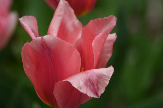 Nahaufnahme einer Tulipa 'Albert Heijn' Wildtulpe von Weijers, 30-40 cm hoch, mit zarten, leicht gekräuselten rosa Blütenblättern vor einem verschwommenen grünen Hintergrund.