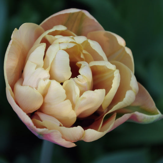 Eine Nahaufnahme von Tulipa 'La Belle Epoque' von Weijers, einer pfirsichfarbenen gefüllten Tulpe in voller Blüte, mit übereinanderliegenden Blütenblättern und einem sanft verschwommenen grünen Hintergrund.
