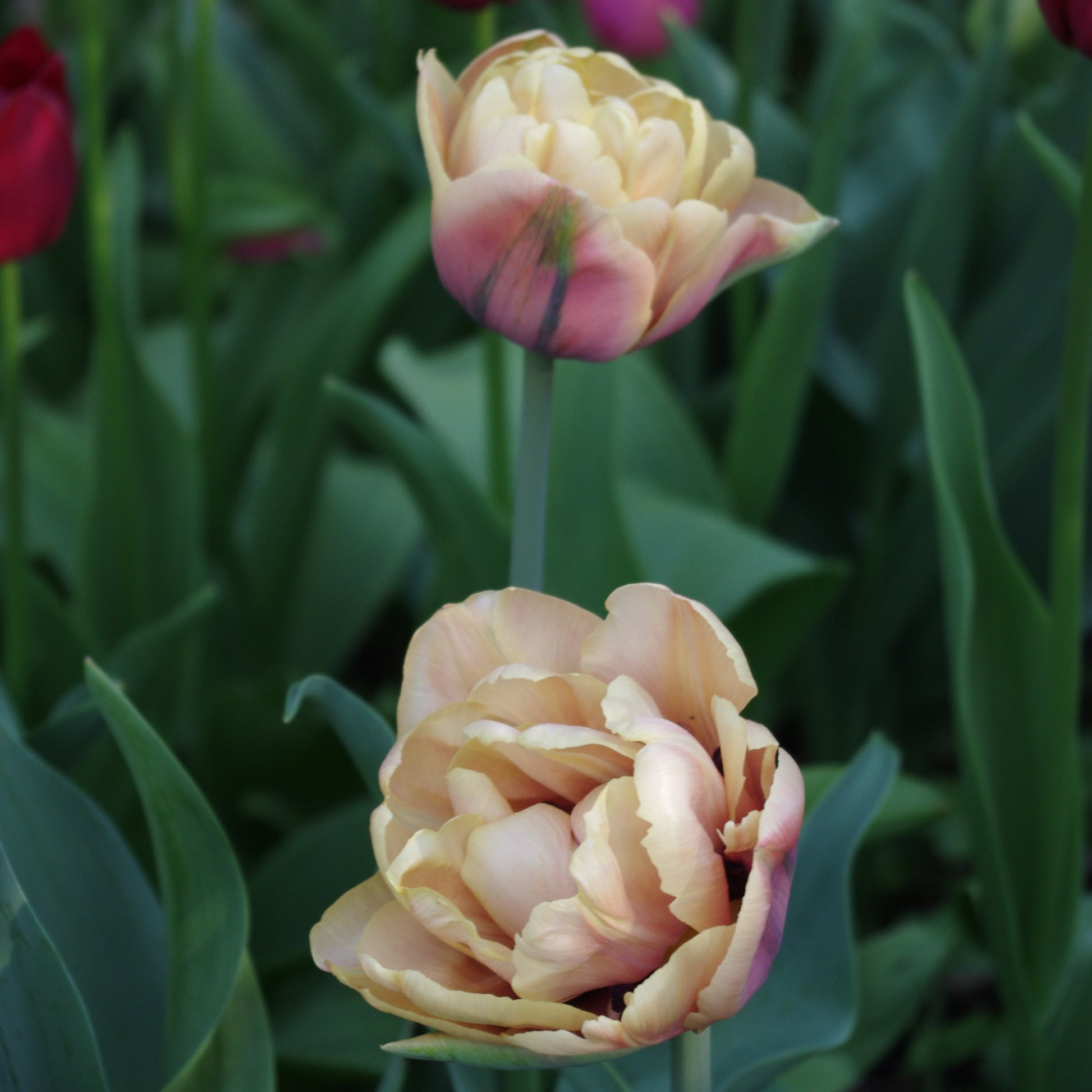 Nahaufnahme von zwei blasspfirsichfarbenen Tulipa 'La Belle Epoque' Tulpe von Weijers, eine frühblühende Sorte mit gekräuselten Blütenblättern, umgeben von grünen Blättern und tiefroten Tulpen im Hintergrund.