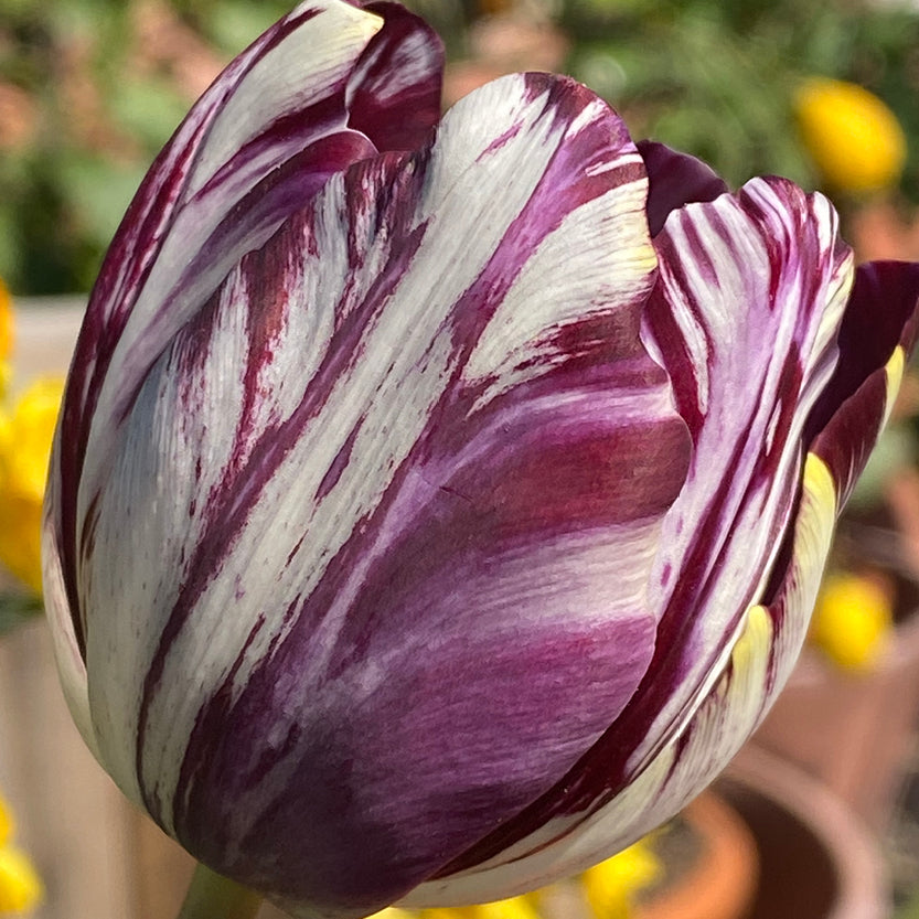 Tulipa 'Insulinde'