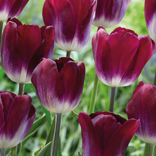 Nahaufnahme mehrerer Tulipa Kansas Proud Triumph-Tulpe von Weijers, tiefviolett mit weißer Basis, 45 cm hoch, in grünem Laub stehend. Blüht im April.