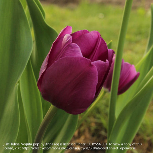 Eine Nahaufnahme der Tulipa 'Negrita' Triumph-Tulpe von Weijers in tiefem Purpur, mit teilweise geschlossenen Blütenblättern zwischen grünen Blättern und Stielen bei natürlichem Licht. Diese Sorte ist bekannt für ihre lange Blütezeit. Die Lizenzinformationen erscheinen am unteren Rand des Bildes.