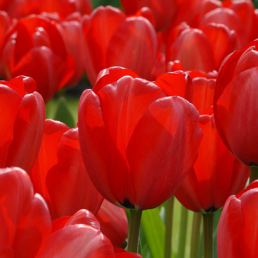 Nahaufnahme der leuchtenden Tulipa 'Red Impression' Darwin Hybride von Weijers in voller Blüte, mit üppig grünen Stängeln und Blättern, die während ihrer Blütezeit im April ein farbenfrohes Frühlingsbild ergeben.