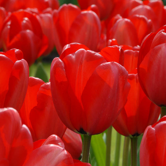 Nahaufnahme der leuchtenden Tulipa 'Red Impression' Darwin Hybride von Weijers in voller Blüte, mit üppig grünen Stängeln und Blättern, die während ihrer Blütezeit im April ein farbenfrohes Frühlingsbild ergeben.