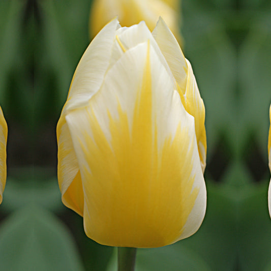 Eine Nahaufnahme von Weijers Tulipa 'Sweetheart' Fosteriana-Tulpe, die ihre gelben und weißen Blütenblätter vor einem sanft verschwommenen grünen Hintergrund zeigt, der die zitronengelben Farbtöne und die glatte Struktur der Tulpe hervorhebt.