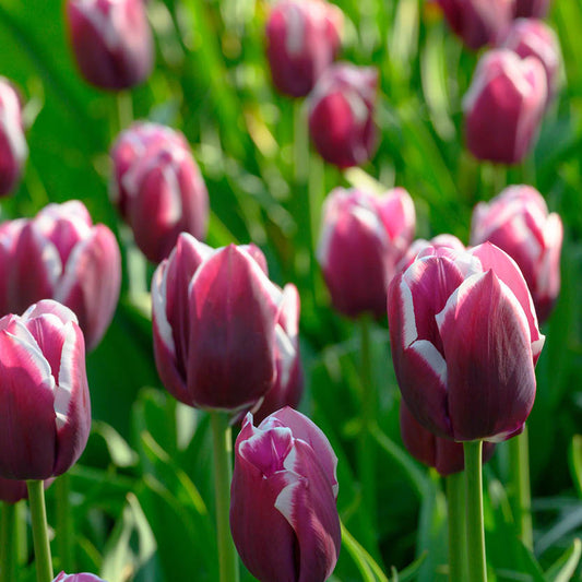 Die Tulipa Tiramisu Triumph-Tulpe von Weijers blüht mit dunkelvioletten, weiß umrandeten Blütenblättern zwischen grünen Blättern und Stängeln und leuchtet im hellen Aprilsonnenlicht.