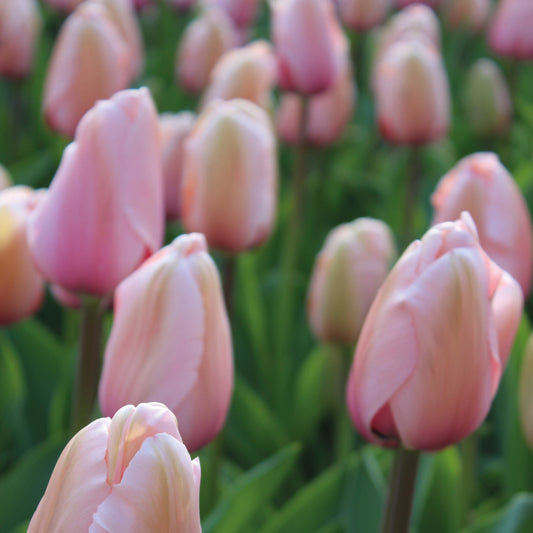 Eine Nahaufnahme mehrerer Tulipa 'Apricot Pride' Darwin Tulpe von Weijers mit großen, blassrosa Blüten und grünen Stielen und Blättern, die ein zartes, lebhaftes Frühlingsbild ergeben, das typisch für April bis Mai ist.