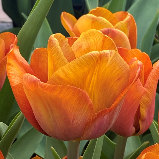 Nahaufnahme der Tulipa 'Cairo' Triumph-Tulpe von Weijers mit leuchtend dunkelorangen Blüten mit zarten Blütenblättern und üppig grünen Blättern in einer Gartenumgebung.