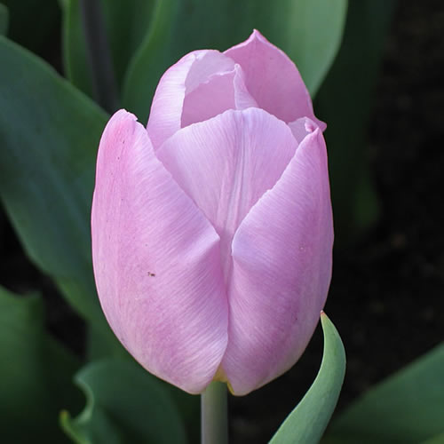 Eine Nahaufnahme einer einzelnen Tulipa 'Candy Prince' Triumph-Tulpe von Weijers, mit zarten violett-rosa Blütenblättern und grünen Blättern im Hintergrund, die die frische Essenz des Aprils einfangen.