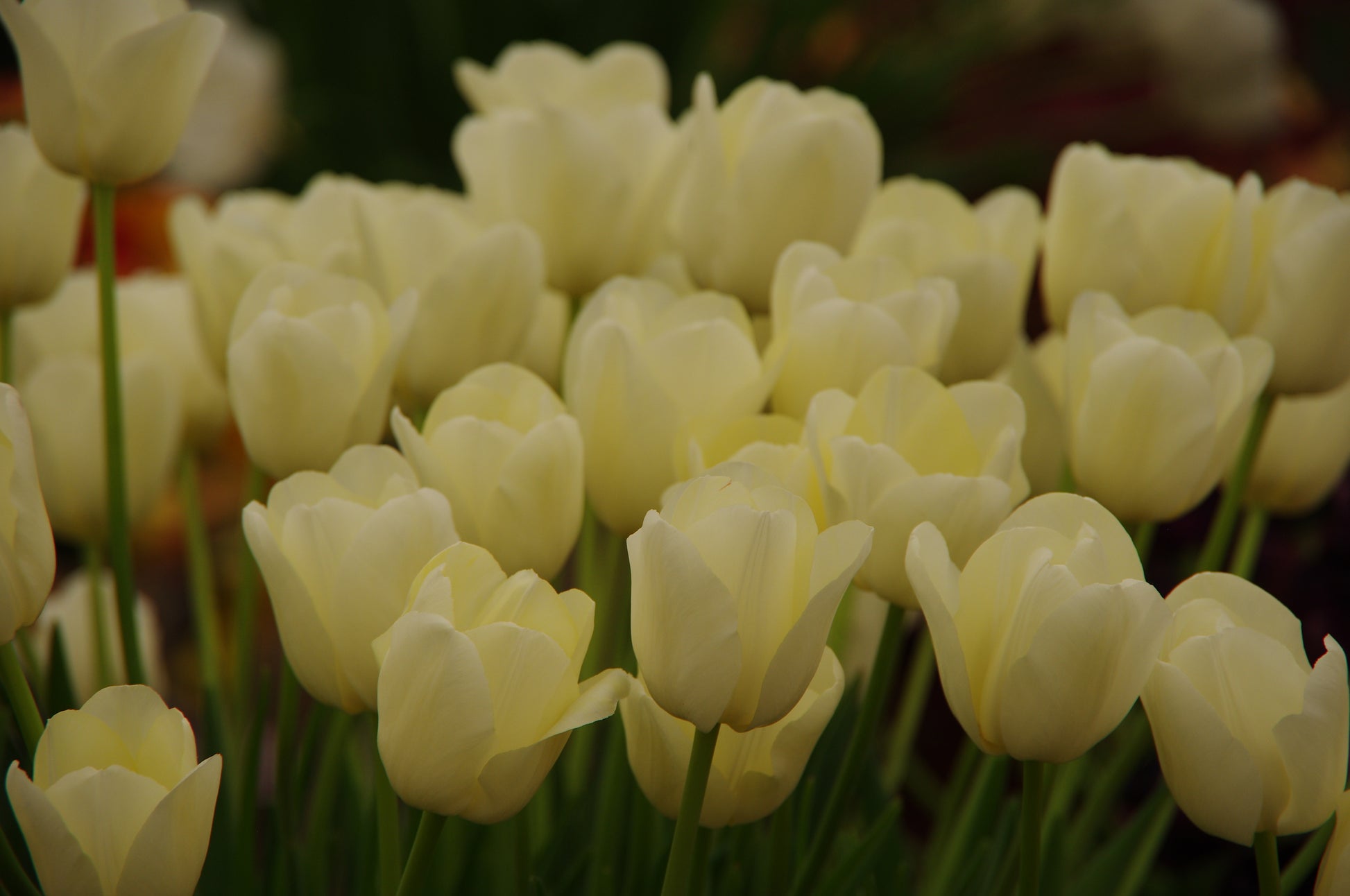 Eine Gruppe von Tulipa 'City of Vancouver' einfache späte Tulpe von Weijers zeigt blassgelbe, cremeweiße Blüten auf grünen Stielen und Blättern, wobei ein sanft verschwommener Hintergrund ihre zarte Schönheit hervorhebt.