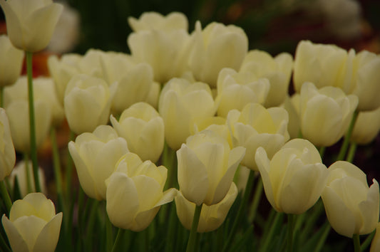 Eine Gruppe von Tulipa 'City of Vancouver' einfache späte Tulpe von Weijers zeigt blassgelbe, cremeweiße Blüten auf grünen Stielen und Blättern, wobei ein sanft verschwommener Hintergrund ihre zarte Schönheit hervorhebt.