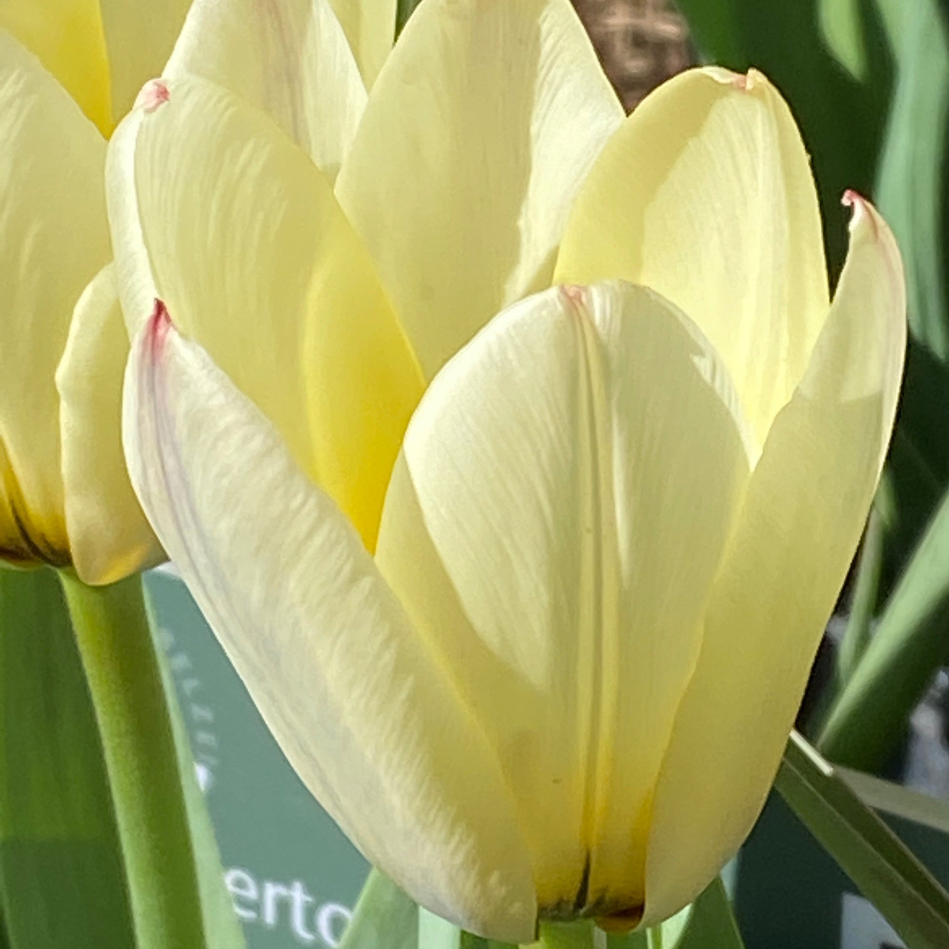 Eine Nahaufnahme der Tulipa 'Concerto' Tulpe von Weijers in Hellgelb, die im März-April blüht. Sanftes Sonnenlicht hebt ihre zarten Blütenblätter hervor. Grüne Blätter und eine andere Tulpe sind im Hintergrund leicht verschwommen. Höhe 10-25 cm.