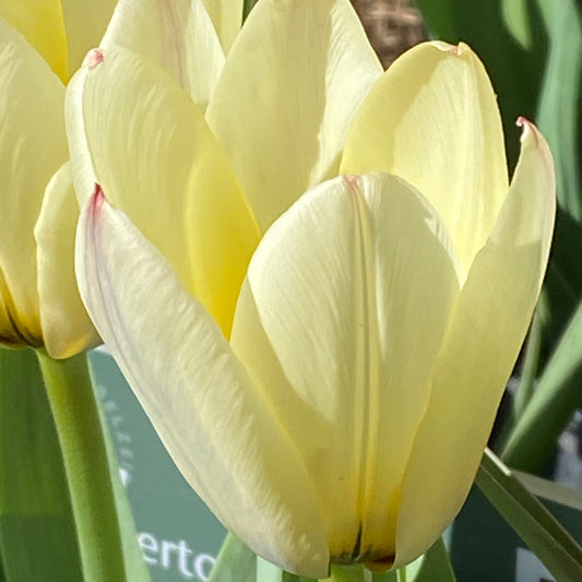 Eine Nahaufnahme der Tulipa 'Concerto' Tulpe von Weijers in Hellgelb, die im März-April blüht. Sanftes Sonnenlicht hebt ihre zarten Blütenblätter hervor. Grüne Blätter und eine andere Tulpe sind im Hintergrund leicht verschwommen. Höhe 10-25 cm.