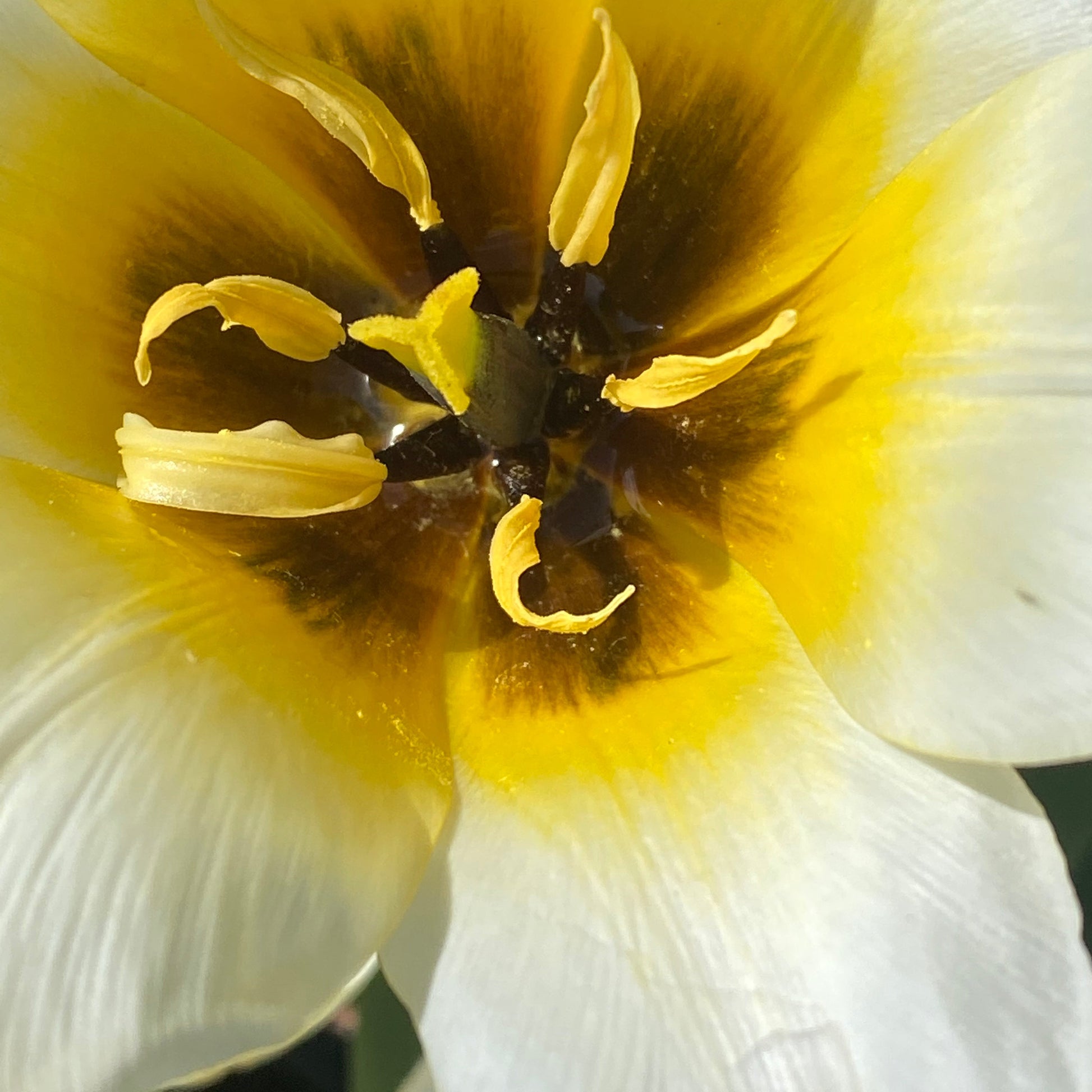 Nahaufnahme der im März-April blühenden Tulipa 'Concerto' Tulpe von Weijers mit ihren weißen und gelben Blütenblättern und dunklen Staubgefäßen. Das Sonnenlicht hebt die zarten Strukturen hervor, und die kompakte Höhe von 10-25 cm verleiht dem Anblick Charme.