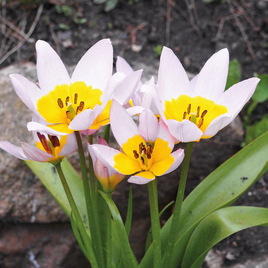 Ein Büschel Weijers Tulipa 'Hilde' Sternförmige Tulpe mit weißen Blütenblättern, gelben und dunklen Zentren und grünen Blättern wächst im April blühend im Freien zwischen Erde und Steinen.