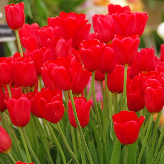 Eine leuchtende Traube von Tulipa 'King's Blood' Tulpe von Weijers, mit grünen Stielen und Blättern, im Freien bei natürlichem Licht, umgeben von verschwommenem Laub und ein paar anderen Blumen im Hintergrund während der Blütezeit im Mai.