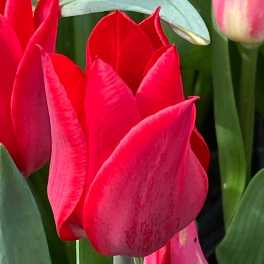 Nahaufnahme einer leuchtenden Tulipa 'Lasting Love' Lilienblütige Tulpe von Weijers in voller Blüte (April-Mai), umgeben von grünen Blättern und anderen Tulpen. Die glatten Blütenblätter haben eine satte purpurrote Farbe und eine zarte Textur.