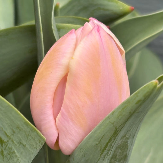 Eine Nahaufnahme zeigt eine Tulipa 'Mango Charm' Triumph-Tulpe von Weijers in Mango-Pfirsich-Tönen, teilweise geschlossen mit zarten pfirsichgelben Blütenblättern inmitten grüner Blätter. Der 45 cm lange Stiel und das verschwommene Laub vervollständigen die Szene.