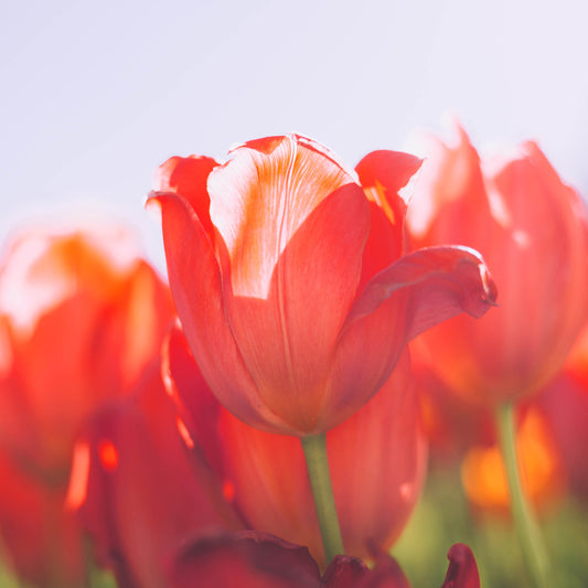 Eine Nahaufnahme einer Tulipa 'Orange van Eijk' Darwin-Tulpe von Weijers in leuchtendem Orangerot, die im Sonnenlicht leuchtet, mit verschwommenen roten Blüten im Hintergrund vor einem blassen Himmel. Die Blüte hat eine stolze Höhe von etwa 40 cm.
