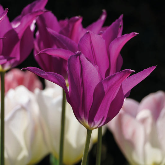 Nahaufnahme der Tulipa 'Purple Doll' Lilienblütige Tulpe von Weijers. Vorne leuchtend violette, spitz zulaufende Blütenblätter, hinten zart verschwommene weiße und blassrosa Tulpen vor dunklem Hintergrund. Blüht im Mai.