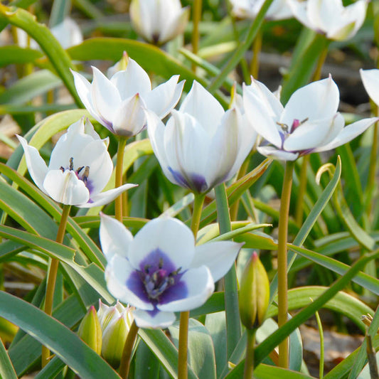 Traube von Tulipa humilis var. pulchella Alba Caerulea Oculata Wildtulpe von Weijers mit weißen Blütenblättern, blauer Mitte und grünen Blättern, die im Freien in der Sonne blühen; offene Blüten und Knospen ähneln denen aus dem Iran.