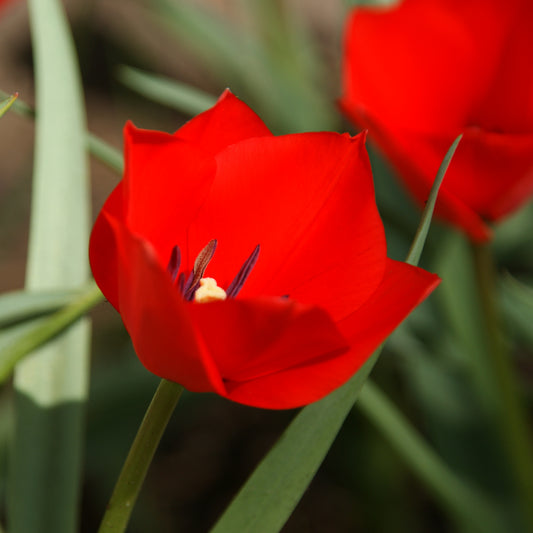 Eine Nahaufnahme der Tulipa 'Red Hunter' Wildtulpe von Weijers zeigt die zarten roten Blütenblätter, die sich geöffnet haben, um die dunklen Staubgefäße und den gelben Stempel zu enthüllen, umrahmt von grünen Blättern und sanft verschwommenem Laub im Hintergrund.