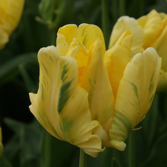 Eine Nahaufnahme der Tulipa 'Yellow Madonna' Papageien Tulpe von Weijers mit grünen Streifen auf den gelben Blütenblättern vor einem verschwommenen Hintergrund aus grünen Blättern und anderen gelben Tulpen, die im Mai blühen.