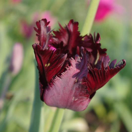 Eine Nahaufnahme der Tulipa 'Black Parrot' Papageien Tulpe von Weijers zeigt ihre gekräuselten, gefransten violett-schwarzen Blütenblätter vor einem zartgrünen und rosafarbenen Hintergrund während der Hauptblütezeit im Mai.