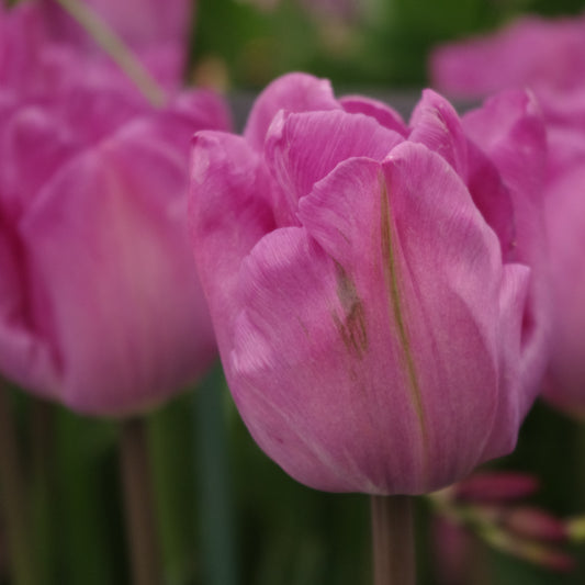 Eine Nahaufnahme einer leuchtend rosa Tulipa 'Bleu Aimable' von Weijers, einer einfachen späten Tulpe in voller Blüte mit weichen Blütenblättern und grünen Stielen, umgeben von unscharfen Tulpen während der Blütezeit im Mai.