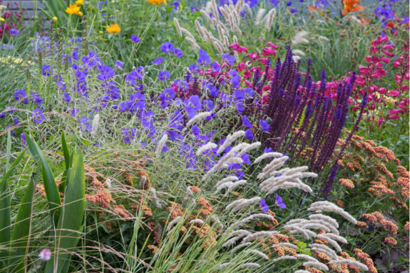 Verwandeln Sie Ihren Garten in eine dichte, lebendige Oase mit "Blütenpracht - der Weg zum Traumgarten" vom Callwey Verlag - mit farbenfrohen Blüten, üppigen Beetpflanzen, hohen grünen Gräsern und flauschigen weißen Samenköpfen für eine atemberaubende natürliche Struktur.