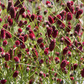 Blütenpracht - der Weg zum Traumgarten von Callwey Verlag zeigt dichte Sanguisorba officinalis mit langen, tiefroten Blütenköpfen auf schlanken grünen Stielen - perfekt für Beetpflanzen in der Gartenplanung.