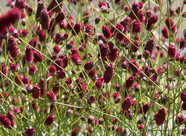 Blütenpracht - der Weg zum Traumgarten von Callwey Verlag zeigt dichte Sanguisorba officinalis mit langen, tiefroten Blütenköpfen auf schlanken grünen Stielen - perfekt für Beetpflanzen in der Gartenplanung.