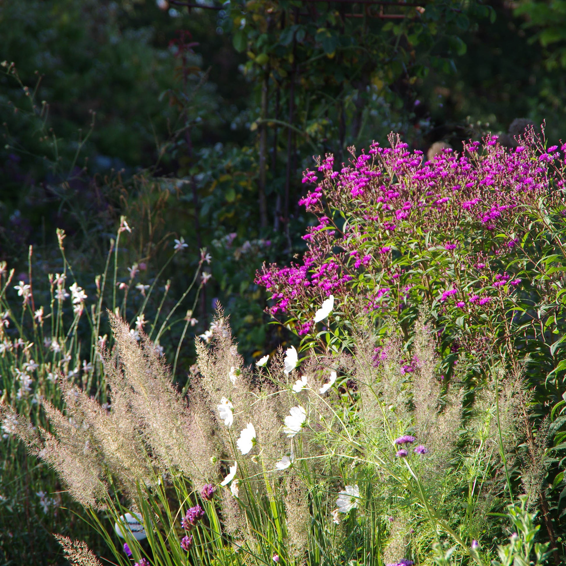 Sonnenbeschienene hohe Gräser, weiße Wildblumen und leuchtend rosafarbene Blüten mit saftig grünem Laub sind die perfekte Inspiration für den Gabriella Pape HALBTAGESKURS "Grundlage der Gartengestaltung" am 12.03.2026, 10:00-13:00 Uhr.