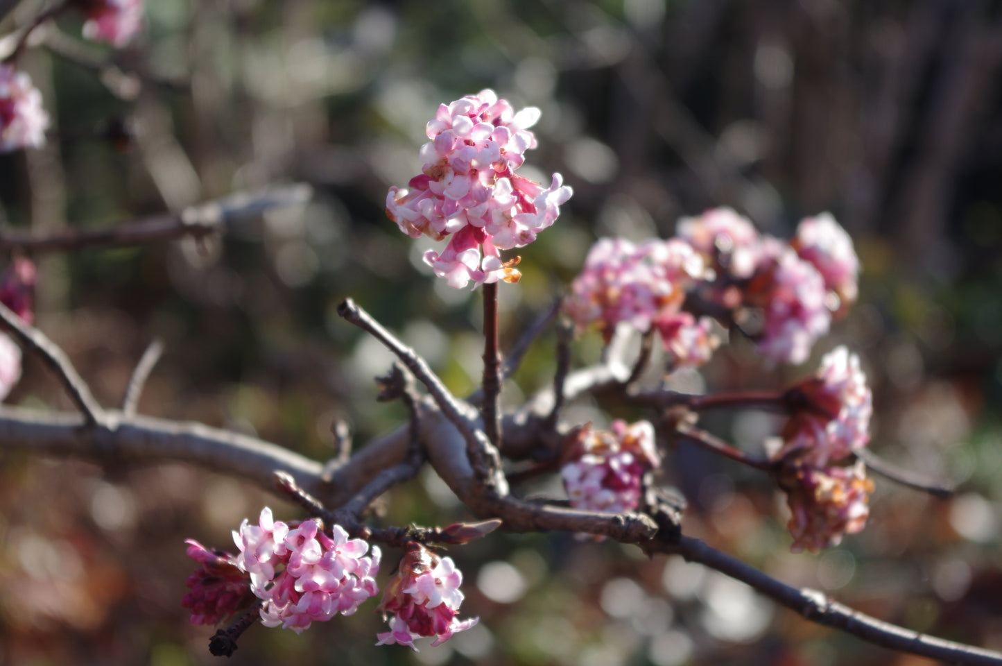 Rosafarbene und weiße Blüten zieren einen Baumzweig und erinnern an die ruhige Schönheit der Königlichen Gartenakademie - der Heimat des Mi. 18.03.2026 | 16.00-17.00 ABENDLICHTFÜHRUNG Die frühen Gartenschätze Gartenrundgang. Unscharfe Zweige verweilen im Hintergrund.
