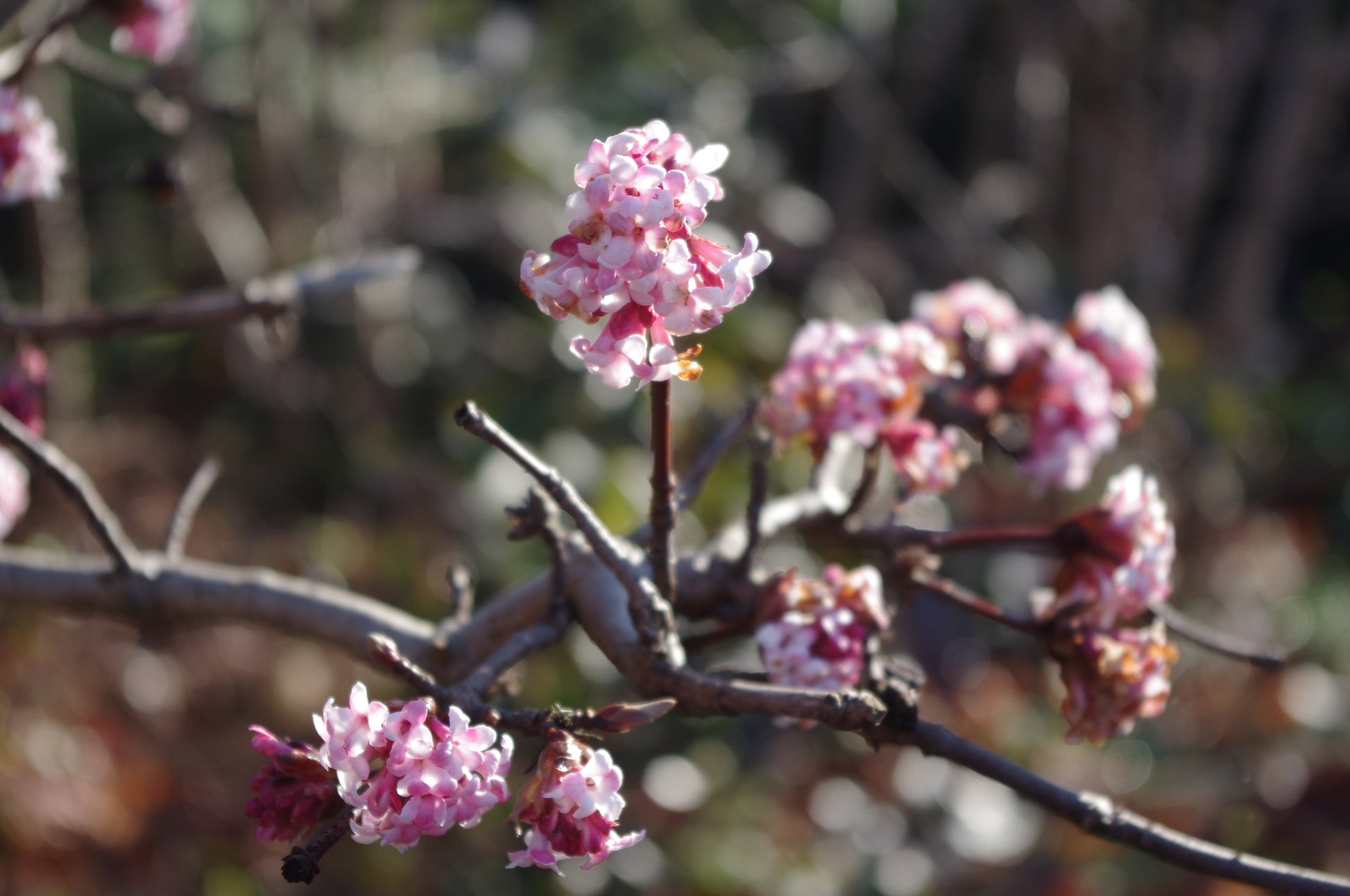Rosafarbene und weiße Blüten zieren einen Baumzweig und erinnern an die ruhige Schönheit der Königlichen Gartenakademie - der Heimat des Mi. 18.03.2026 | 16.00-17.00 ABENDLICHTFÜHRUNG Die frühen Gartenschätze Gartenrundgang. Unscharfe Zweige verweilen im Hintergrund.