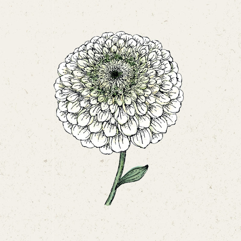 Eine handgezeichnete Illustration von Jora Dahl | Zinnia elegans 'Benary's Giant White' (Zinnie), mit mehrschichtigen Blütenblättern und zwei Blättern, vor einem hellen, strukturierten Hintergrund. Diese Zinnie wird als Schnittblume und wegen ihrer Trockenheitstoleranz geschätzt.