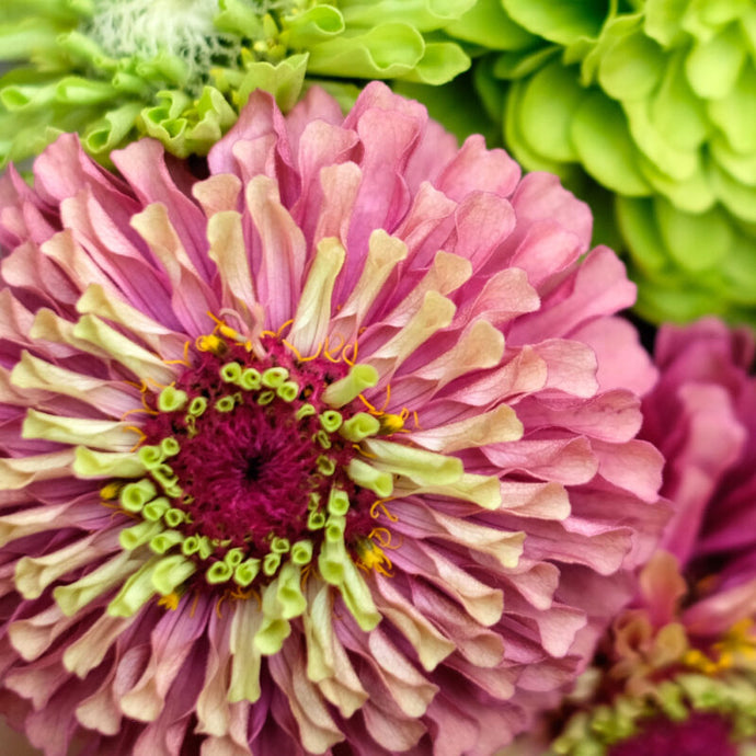 Jora Dahl - Zinnia elegans ‘Queen Red Lime’ (Zinnie)