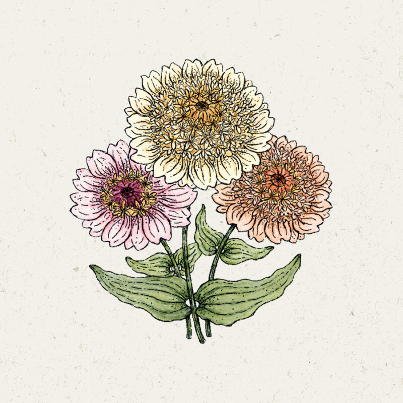 Illustration von drei blühenden Zinnien in Rosa, Gelb und Pfirsich mit detaillierten Blütenblättern und grünen Blättern auf einem strukturierten cremefarbenen Hintergrund. Abgebildet: Jora Dahl | Zinnia elegans 'Cresto! Pfirsiche & Sahne' von Jora Dahl.