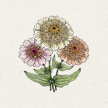 Lade das Bild in den Galerie-Viewer, Jora Dahl - Zinnia elegans ‘Cresto! Peaches &amp; Cream’ (Zinnie)
