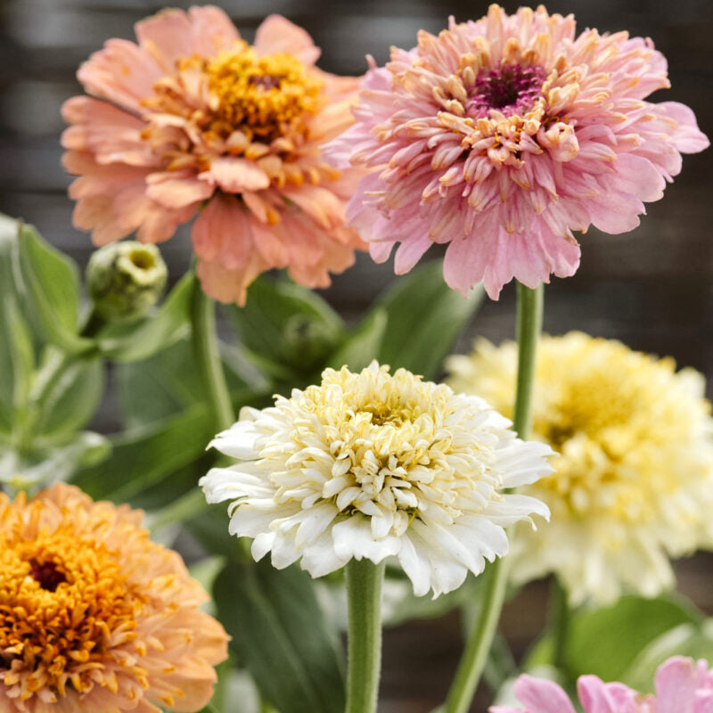 Nahaufnahme von Jora Dahl | Zinnia elegans 'Cresto! Peaches & Cream' (Zinnie) in zarten Pfirsich-, Rosa-, Weiß- und Gelbtönen mit sattgrünen Blättern - eine inspirierende Wahl zur Bepflanzung und Verschönerung jedes Gartens von Jora Dahl.