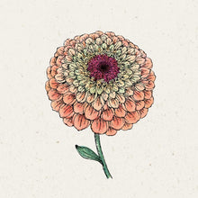 Lade das Bild in den Galerie-Viewer, Jora Dahl - Zinnia elegans ‘Queen Lime Orange’ (Zinnie)
