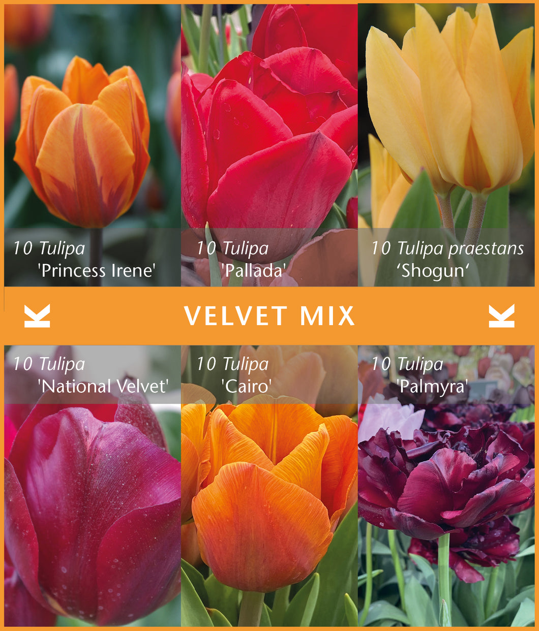 Zwiebelmischung 'Velvet Mix'