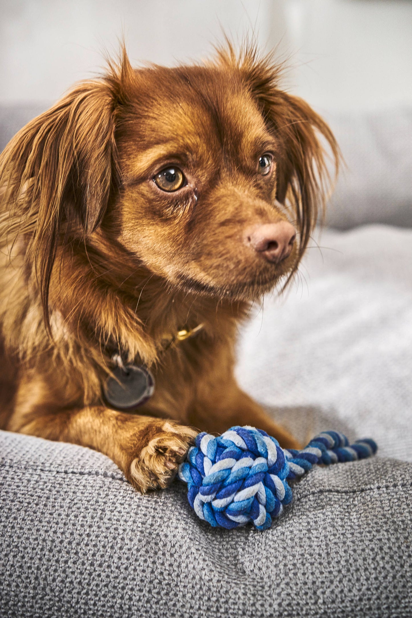 Ein kleiner brauner Hund mit Halsband sitzt auf einer hellgrauen Couch und hält einen blau-weißen LABONI - Volentis GmbH - Mini Schleuderball zwischen seinen Pfoten, während er zur Seite schaut.