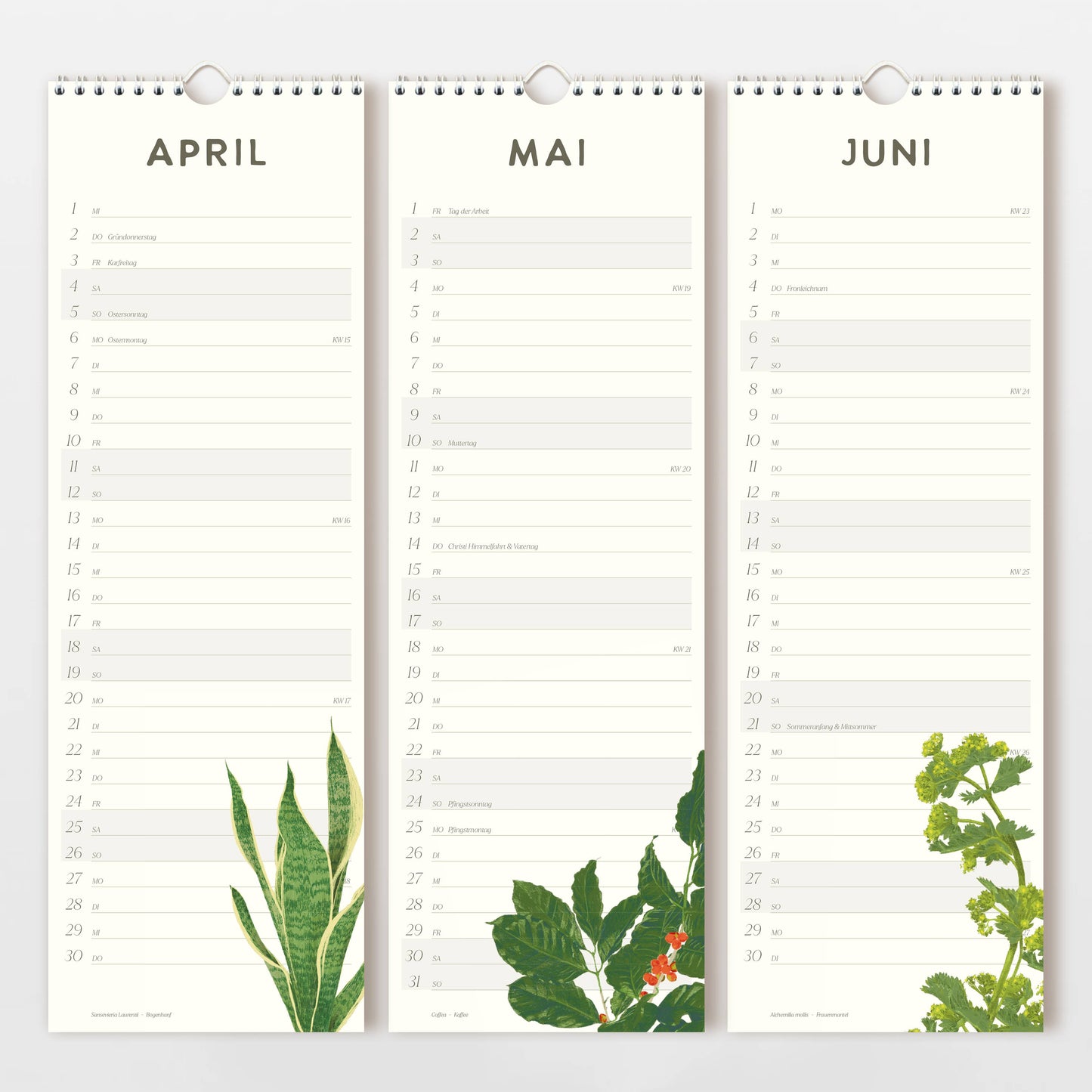 Der Wildblumen Atelier Wandkalender 2026 zeigt in den Monaten April, Mai und Juni jeweils handgezeichnete Blumen und botanische Illustrationen, gedruckt auf FSC-zertifiziertem Naturpapier.