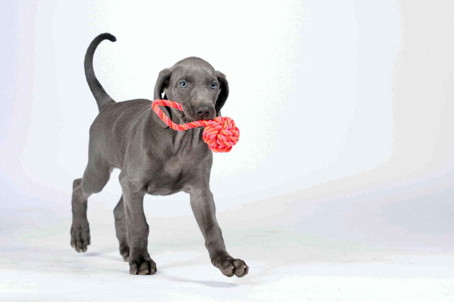 Ein grauer Welpe läuft auf weißem Hintergrund vorwärts und trägt den LABONI - Volentis GmbH - Mini Schleuderball im Maul, perfekt für Spielspaß und Zahnpflege.