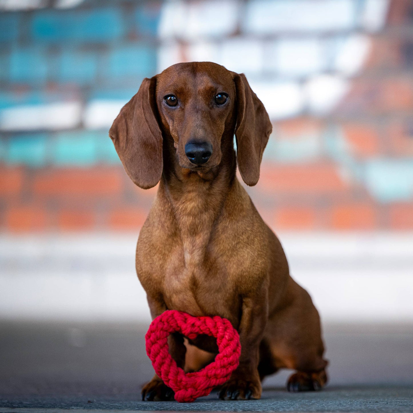 Ein brauner Dackel sitzt auf dem Boden und blickt nach vorne, mit einem roten herzförmigen LABONI Hertha Heart Spielzeug zwischen seinen Vorderpfoten. Der unscharfe Hintergrund ist in Blau-, Weiß- und Orangetönen gehalten.