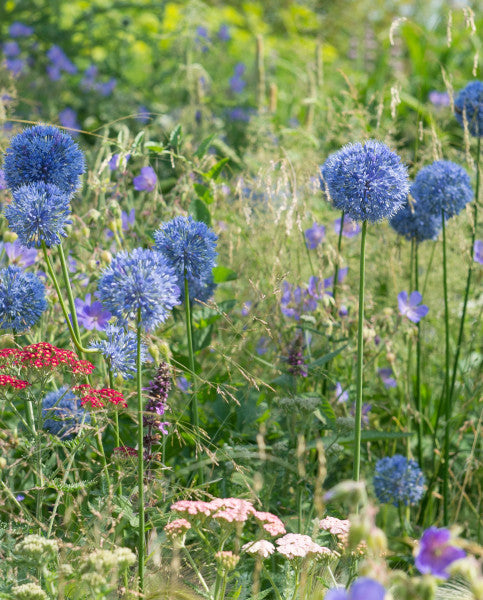Hohe blaue Allium caeruleum Flieder-Lauch von Weijers und Büschel von rosa und roten Blüten wachsen zwischen langem Gras und Wildblumen auf einer üppigen, sonnenbeschienenen Wiese.