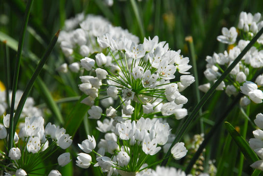 Nahaufnahme von Allium neapolitanum Neapolitanischer Lauch von Weijers: Büschel kleiner weißer Blüten auf langen grünen Stielen und bis zu 40 cm hohen Blättern vor einem verschwommenen Hintergrund. Blütezeit April-Mai.